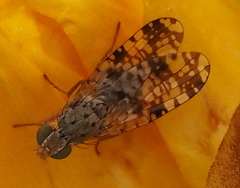 Austrotephritis poenia