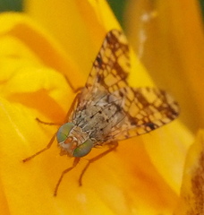 Austrotephritis poenia