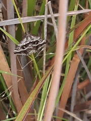Dichromodes stilbiata