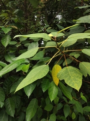 Ficus grossularioides