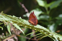 Charaxes harmodius