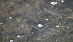 Dicentrarchus labrax