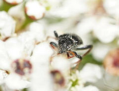 Phlogistus chrysurus