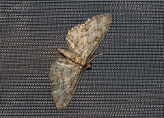 Eupithecia inturbata