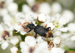Phlogistus chrysurus