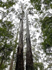 Eucalyptus diversicolor