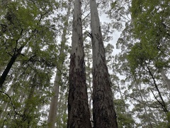 Eucalyptus diversicolor