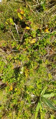 Veronica treadwellii