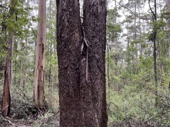 Eucalyptus diversicolor