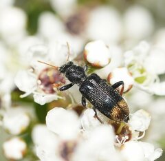 Phlogistus chrysurus