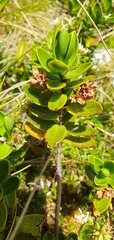 Veronica treadwellii