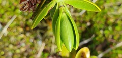 Veronica treadwellii