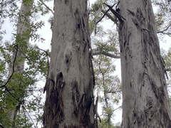 Eucalyptus diversicolor