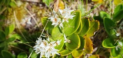 Veronica treadwellii