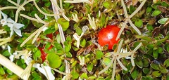 Coprosma perpusilla