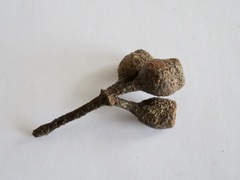 Eucalyptus diversicolor