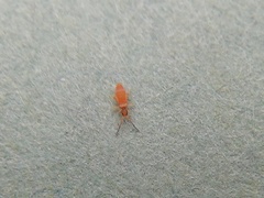 Entomobrya atrocincta