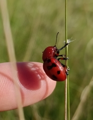 Euryope terminalis