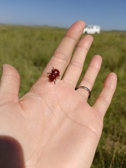 Euryope terminalis