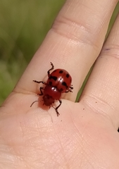 Euryope terminalis