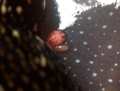 Anthessius navanacis