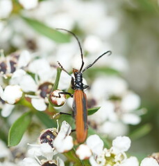 Stenoderus suturalis
