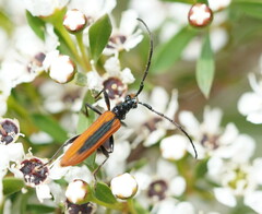 Stenoderus suturalis