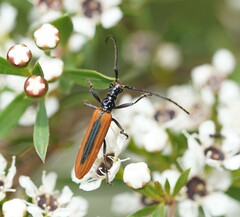 Stenoderus suturalis