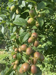 Malus domestica
