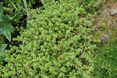 Crassula moschata