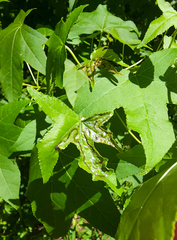 Phyllocnistis liquidambarisella