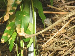 Rhipidura albiscapa