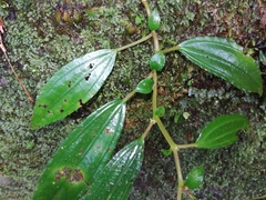 Pilea somae