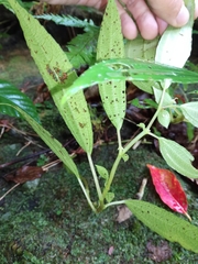 Pilea somae
