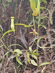 Nepenthes gracilis