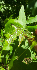 Phyllocnistis liquidambarisella