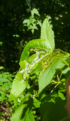 Phyllocnistis liquidambarisella