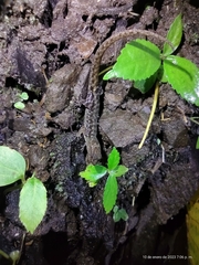 Lepidoblepharis