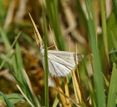 Hednota pleniferellus