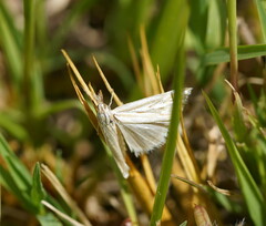 Hednota pleniferellus