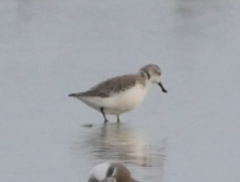 Calidris pygmaea