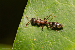 Pseudomyrmex
