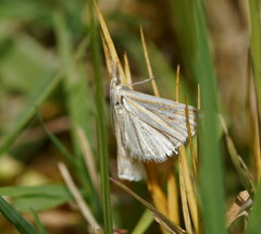 Hednota pleniferellus
