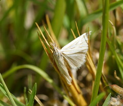 Hednota pleniferellus