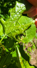 Phyllocnistis liquidambarisella