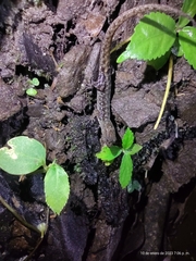 Lepidoblepharis