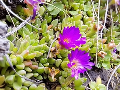 Delosperma lavisiae