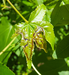 Phyllocnistis liquidambarisella