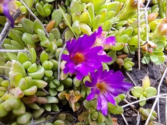 Delosperma lavisiae