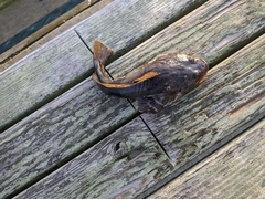 Leptocottus armatus